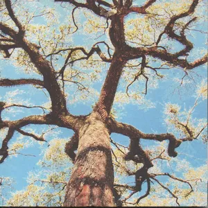 A storm, a tree, my mother's head